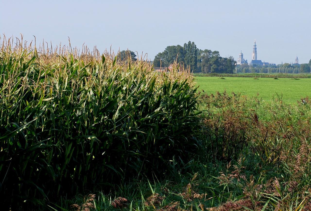 Gastenverblijven Boerderij Het Driespan Middelburg Ngoại thất bức ảnh